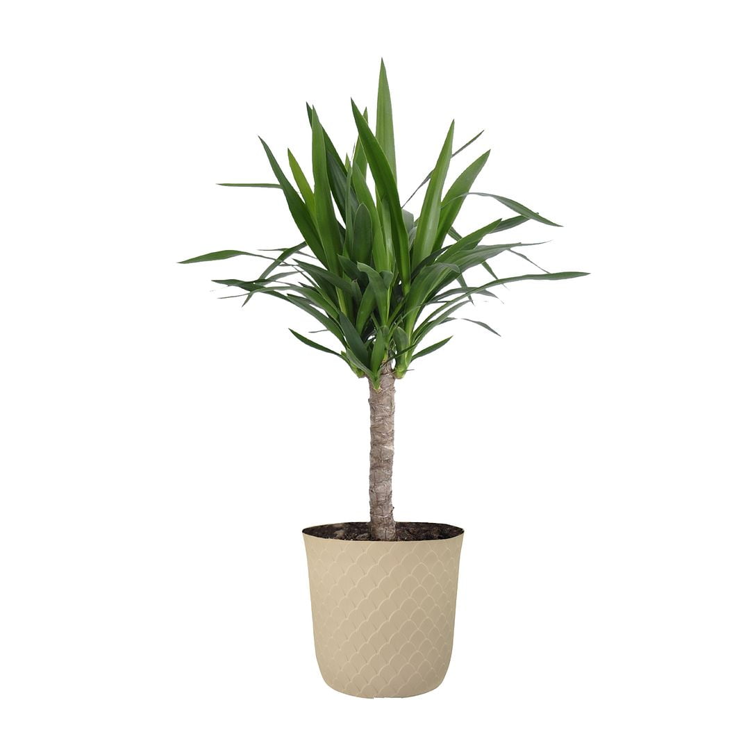 United Nursery Live Yucca Cane Green Tropical Plant 2428in Tall in 10