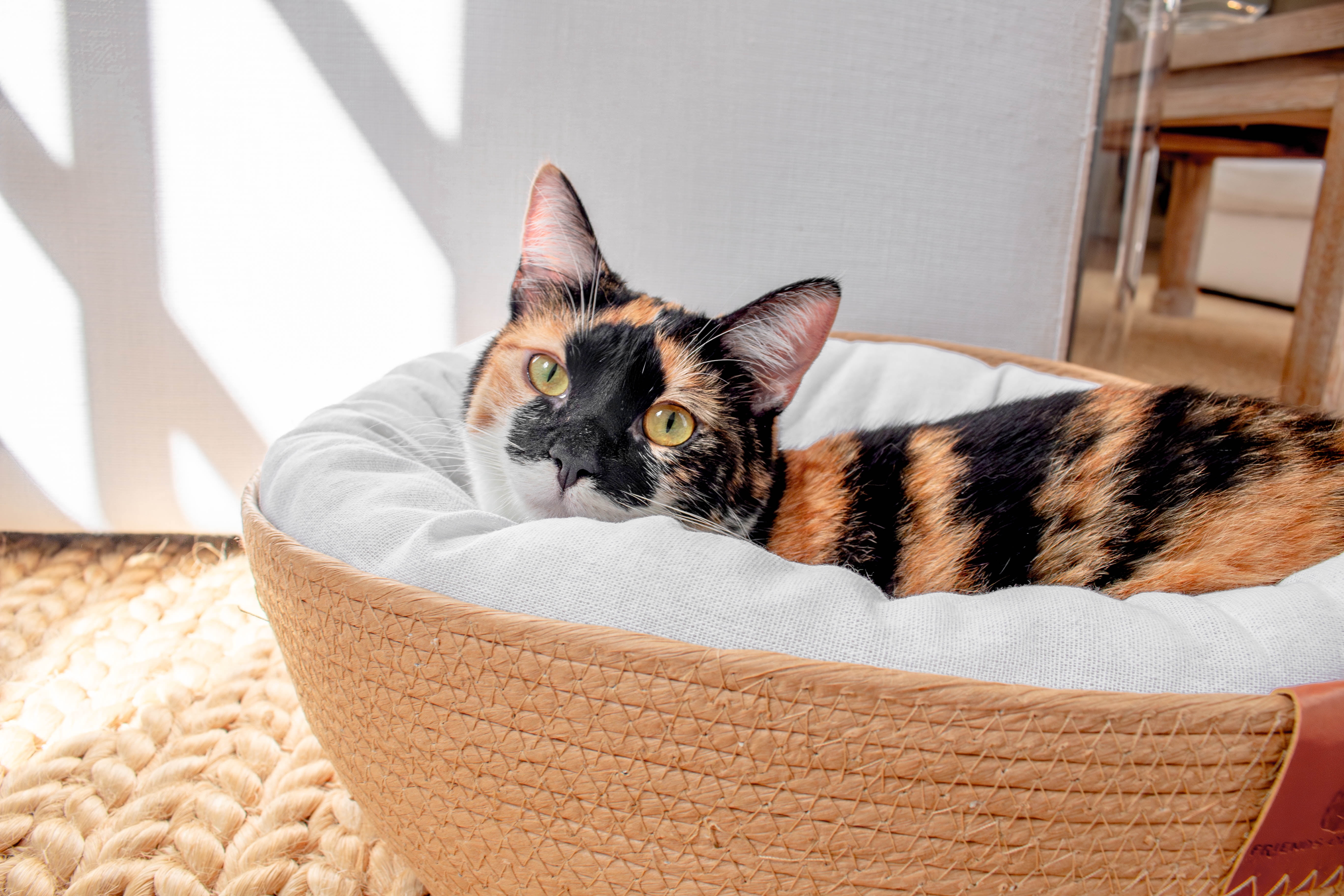 Friends of Normie Wicker Cat Bed (3 Pieces)