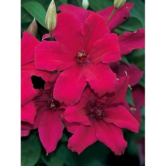 Cardinal Wyszynski Clematis Vine - Crimson Flowers - 2.5" Pot