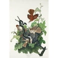 thumbnail image 3 of Audubon, John James 13x18 Black Modern Framed Museum Art Print Titled - Ferruginous Thrush, 3 of 5