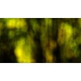 thumbnail image 2 of Crane, Rita 14x10 White Modern Wood Framed Museum Art Print Titled - Dream Forest I, 2 of 4