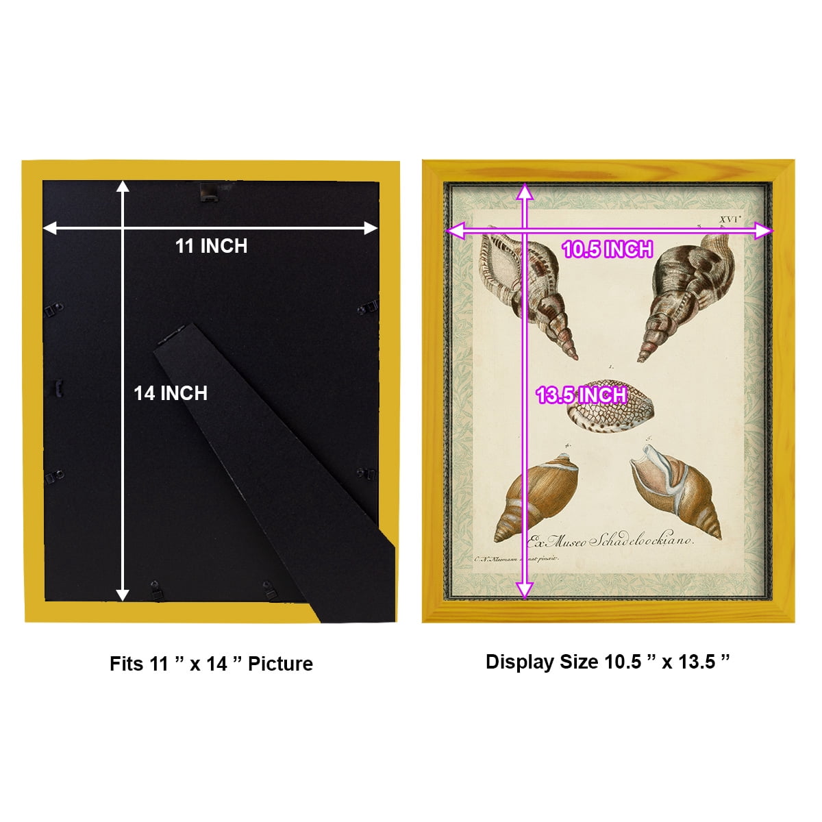 Bookplate Shells VIII - Framed Print w/glass - Sunflower Yellow