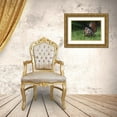thumbnail image 3 of Jones, Adam 32x23 Gold Ornate Wood Framed with Double Matting Museum Art Print Titled - Male wild turkey in full breeding display Great Smoky Mountains-National Park-Tennessee, 3 of 4