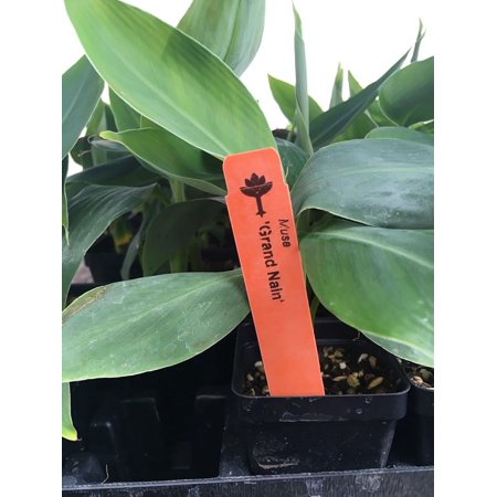 Grand Nain Banana Plant – Chiquita Banana Plant