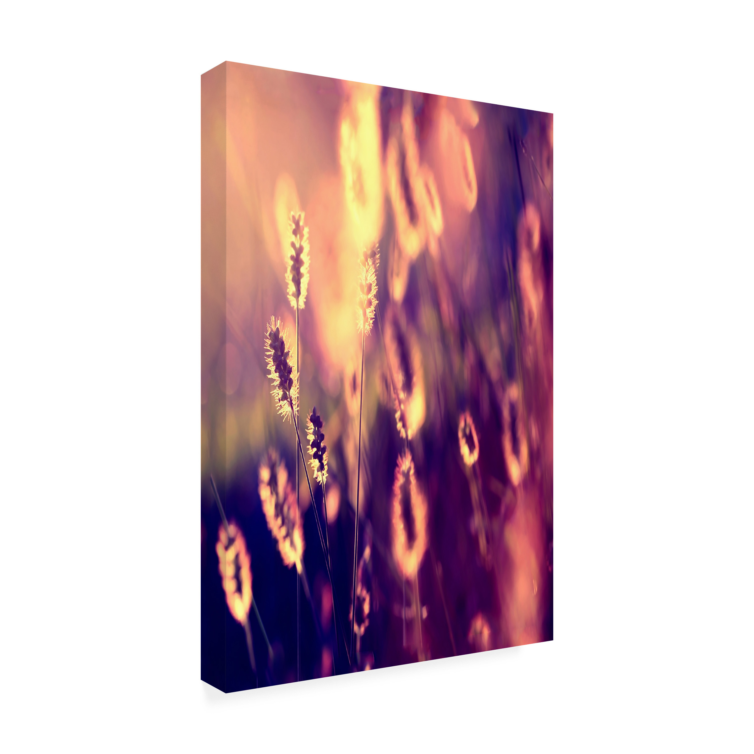 Trademark Fine Art "Let them Shine" Canvas Art by Beata Czyzowska Young