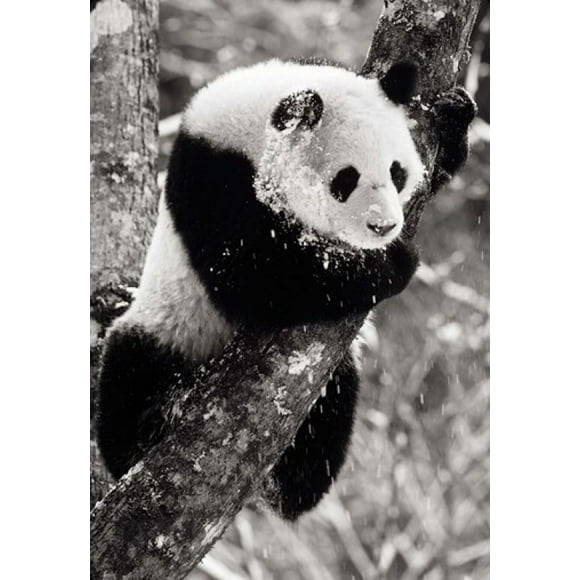 China, Sichuan, Giant Panda Bear, Wolong Reserve Poster Print by Charles Crust (24 x 35)