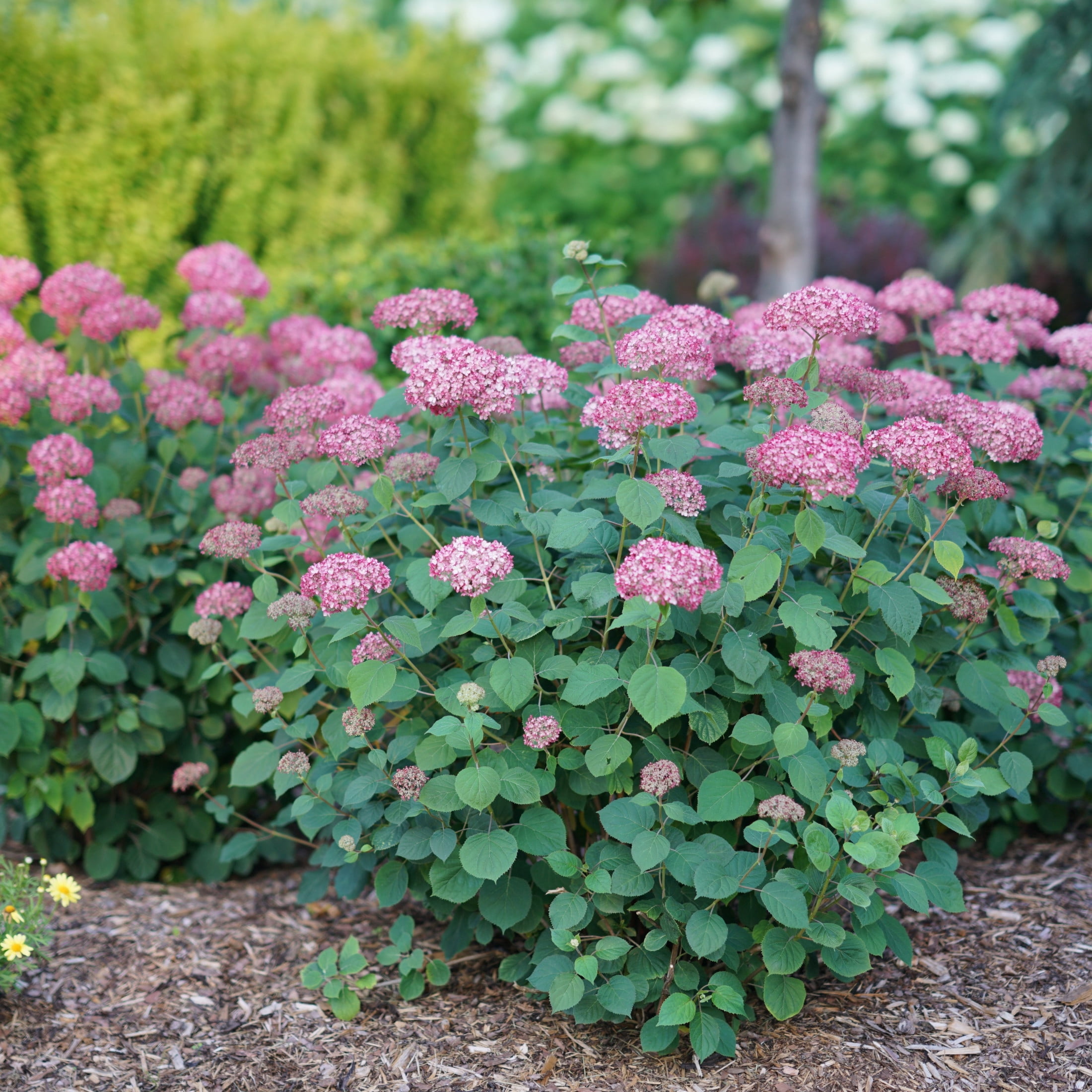 Proven Winners ColorChoice 6" Red Invincibelle Ruby Smooth Hydrangea Live Plant in 7.5" Pot