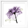 thumbnail image 2 of Art.com Purple Rose 2 Art Print by Albert Koetsier, White Frame Wall Art, 21" x 21", 2 of 5