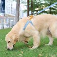 thumbnail image 6 of AYYUFE Anti-pull Pet Chest Strap Multi-color Anti-escape Adjustable Fashion Pet Harness Traction Leash for Outdoor, 6 of 8