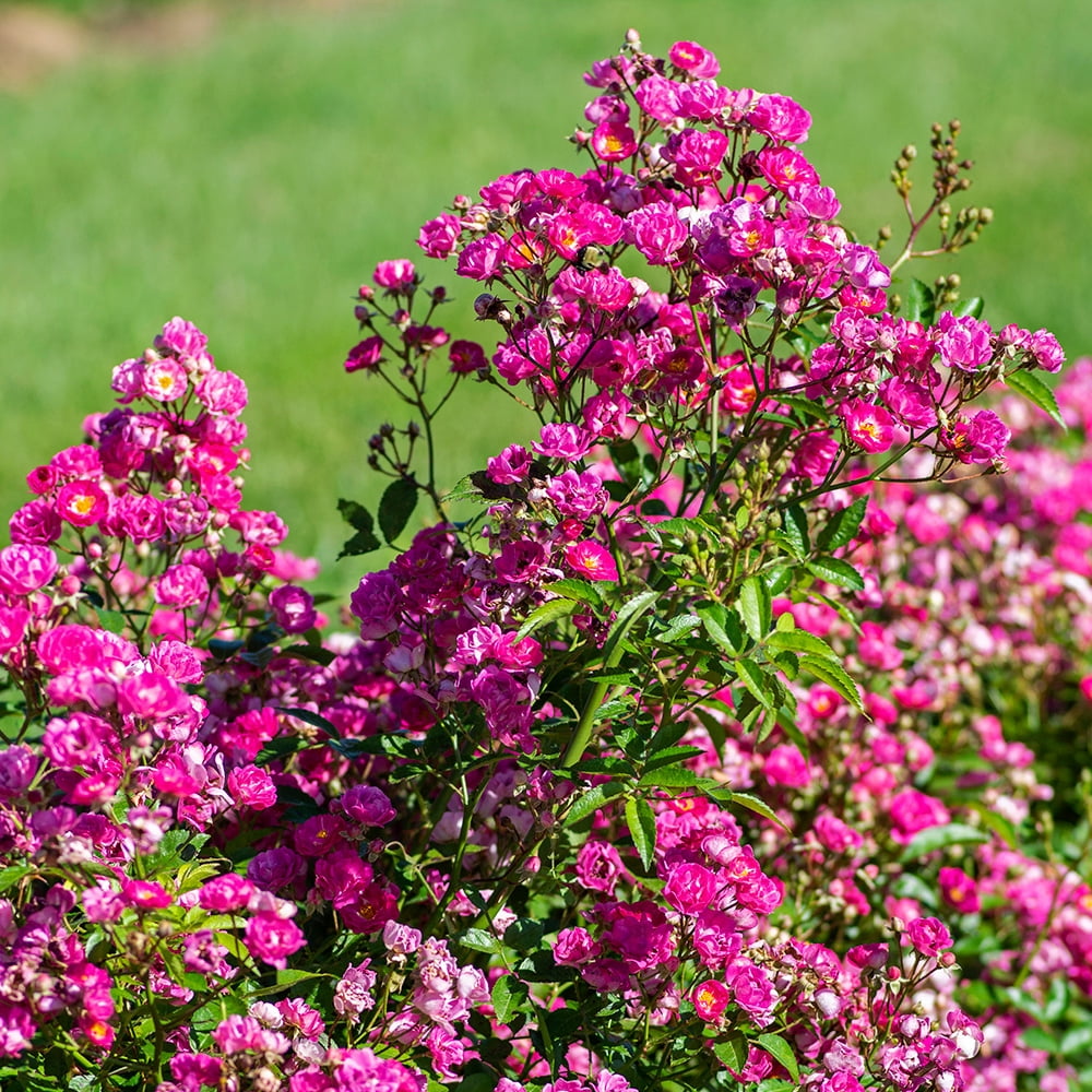 Heirloom Roses Pretty Polly Shrub Rose - Thumbnail 3