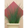 thumbnail image 3 of Blue Arrows Rush Grass  3 Live Gallon Size Plants  Juncus Inflexus  Drought Tolerant Low Maintenance Ornamental, 3 of 9
