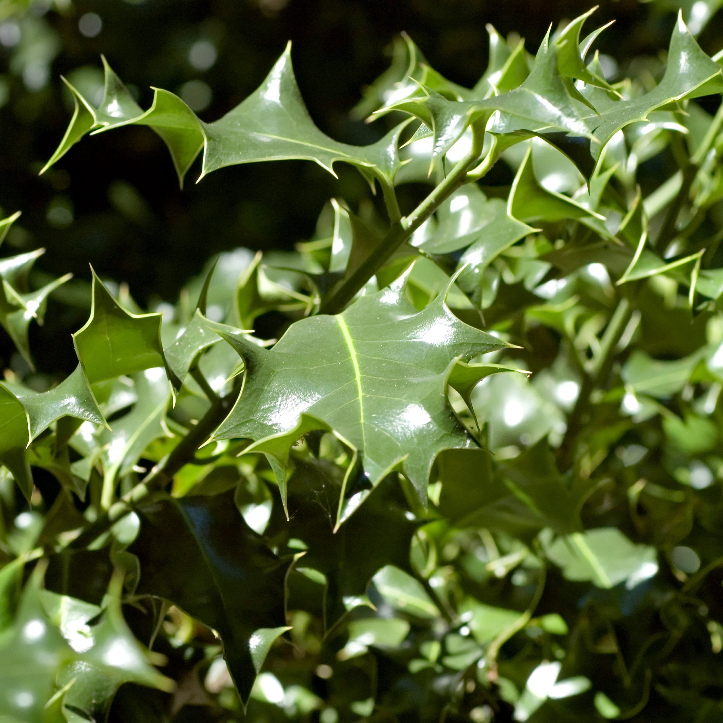2 gal Oakland Holly Live Shrub with Full Sunlight Conditions
