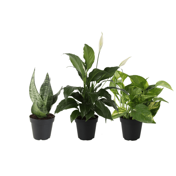Costa Farms Live Indoor 10in. Clean Air Plants With