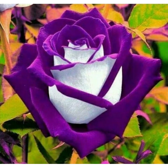 20 Purple Passion Rose Bush Seeds, Beautiful Rare Roses