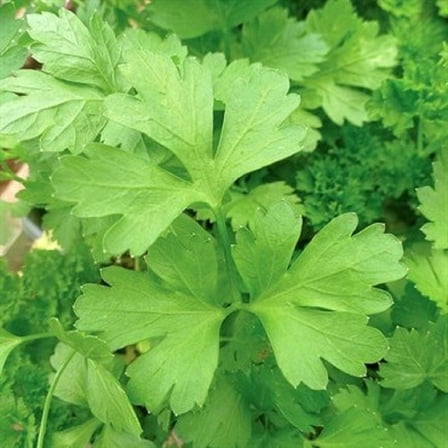 Plain or Single Parsley Seeds - 200 Count Seed Pack - Non-GMO - A Small Version of Italian Giant with a Flavor That is Richer Than Curled Varieties. - Country Creek LLC