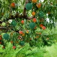 thumbnail image 4 of YiaNXan 10 Pack Sticky Fruit Fly Trap Ball, Hanging Adhesive Fly Catching Ball for Plants, Catching Indoor Outdoor Garden Kitchen Gnat Flying Insects Traps (Green), 4 of 9