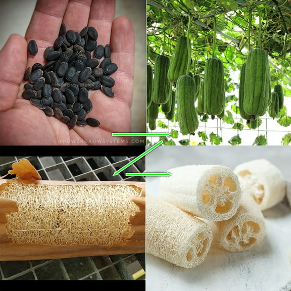 Luffa Sponge Seeds - Loofa Sponge Gourd Seeds (pack of 20  USA GROWN seeds)
