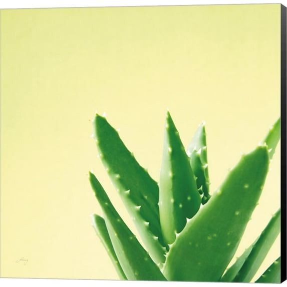 Succulent Simplicity VI by Felicity Bradley, Canvas Wall Art
