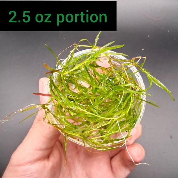 Live guppy grass (Najas guadalupensis) 2.5oz floating biginner aquarium plant natural aquatic plant