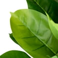 thumbnail image 6 of Northlight Artificial Potted Rubber Plant - 51", 6 of 8