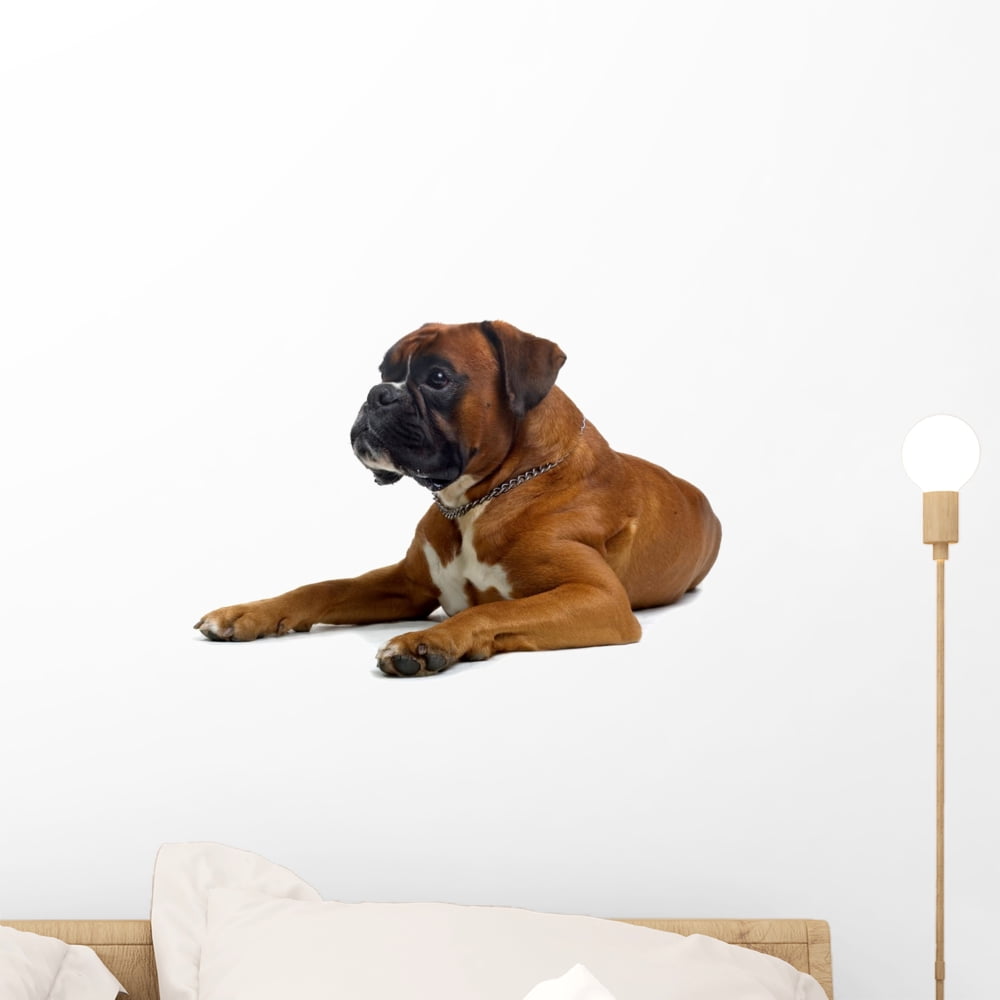 Brown Boxer Wall Decal by Wallmonkeys Peel and Stick Graphic (18 in W x