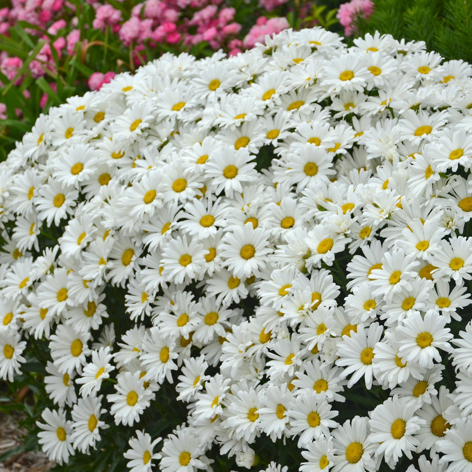 Proven Winners 5" White Amazing Daisies Daisy May Shasta Daisy Live Plant in 4.5" Pot