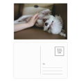 thumbnail image 1 of Perro Blanco animal linda foto Set cumpleaños gracias tarjeta postal correo lado 20pcs, 1 of 3