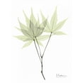 thumbnail image 2 of Koetsier, Albert 19x24 Gold Ornate Wood Framed with Double Matting Museum Art Print Titled - Japanese Maple in Pale Green, 2 of 4