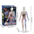 thumbnail image 2 of Human Organ Model Steam Children Science Education Enlightenment Detachable And Assemblable Anatomy Simulation Toy 1PC, 2 of 3