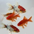 thumbnail image 2 of Goldfish Pond Pack #3 (Includes Shubunkins & Comets) by Toledo Goldfish, 2 of 16