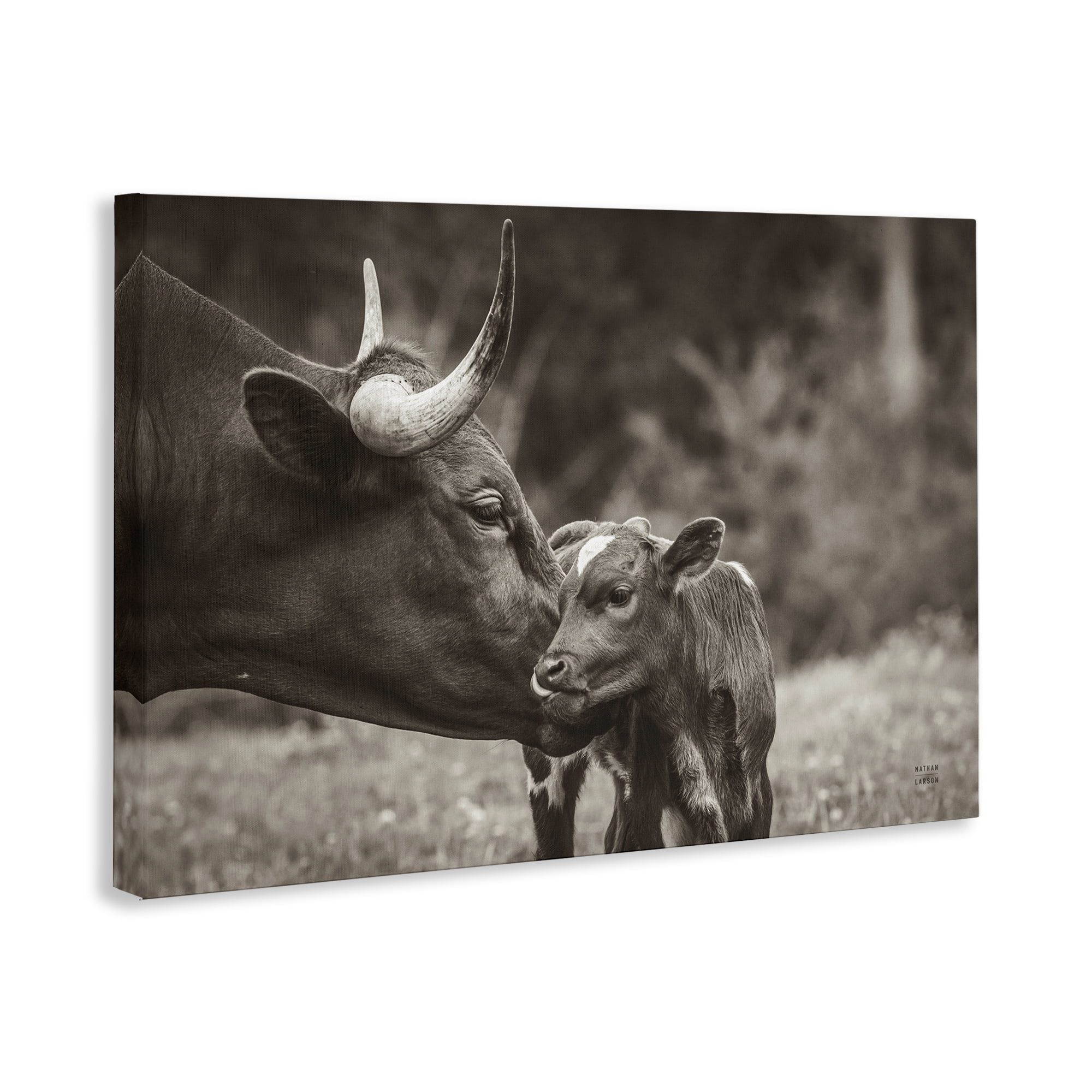 Stupell Industries Longhorn Kiss Photography Animals Photography Wrapped Canvas Art Print Wall Art, 24 x 16