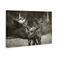 thumbnail image 3 of Stupell Industries Rustic Lodge Longhorn Kiss Photography Canvas Art, 36 x 24, by Nathan Larson, 3 of 8