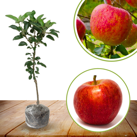 Honeycrisp Apple Trees Live Plants, 2 to 3 feet Tall, 1 Plant