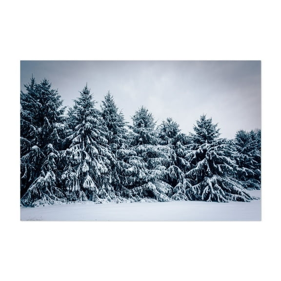 Snow Capped Pines - Maryland Photography Winter Snow Forest Nature Landscape Scenic Botanical Unframed Wall Art Print 5 x 7 inches