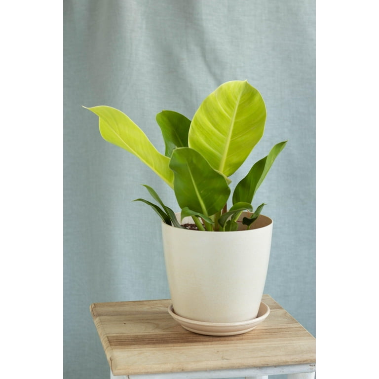 RedCrocus Moonlight Philodendron - Pet-Friendly Indoor Plant, Bushy  Evergreen in Bright Indirect Light 6" Pot - Walmart.com