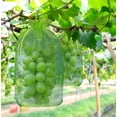 thumbnail image 1 of Paquete de 100 bolsas protectoras para racimos de uvas, bolsa de organza para frutas con cordones que brindan protección total contra (30 x 20 cm) ER, 1 of 5