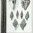 thumbnail image 3 of Benjara BM219185 Rectangular Wooden Wall Art with Seashells, Black & White - Assortment of 4, 3 of 5