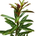 thumbnail image 6 of BubbleBlooms Desert Rose Capricorn 5 inch Pot Red Black and White Variegated Exotic Rare Flower, 6 of 9