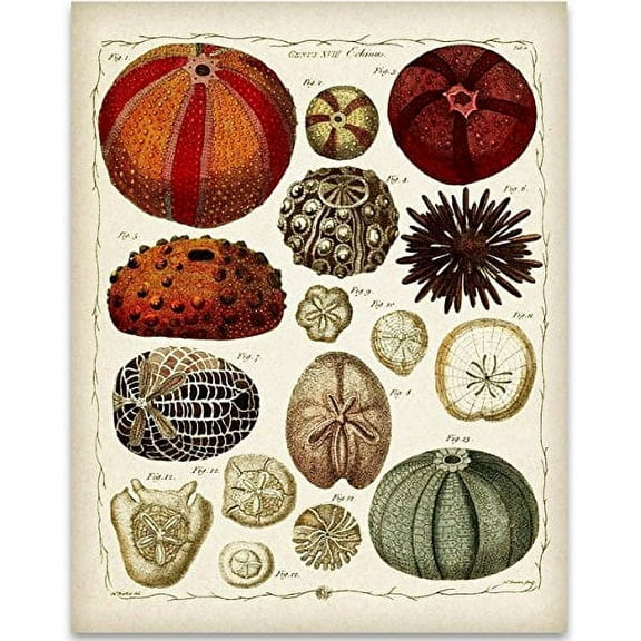 Ernst Haeckel Sea Urchins Art Print - 11x14 Unframed Art Print - Great Beach House Decor