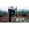 thumbnail image 6 of Agave Tequilana  Live Medium Size Plant  Blue Weber Tequila Succulent  Drought Tolerant Hardy Ornamental Specimen, 6 of 9