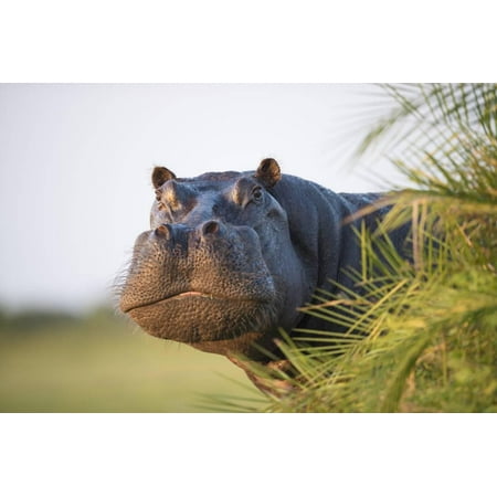 Hippopotamus (Hippopotamus Amphibius) Out of the Water, Peering around Vegetation Print Wall Art By Wim van den