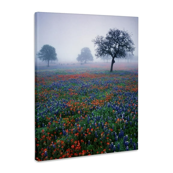 3dRose, Texas paintbrush, bluebonnets, Hill Country, Texas USA - US44 AJE0055 - Adam Jones, Museum Grade Canvas Wrap 8x10