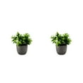 thumbnail image 3 of kurtrusly Realistic Artificial Succulent Low Maintenance Elegant Easy To Clean Artificial Money Tree In Pot new whitebabysbreath 2Set, 3 of 6