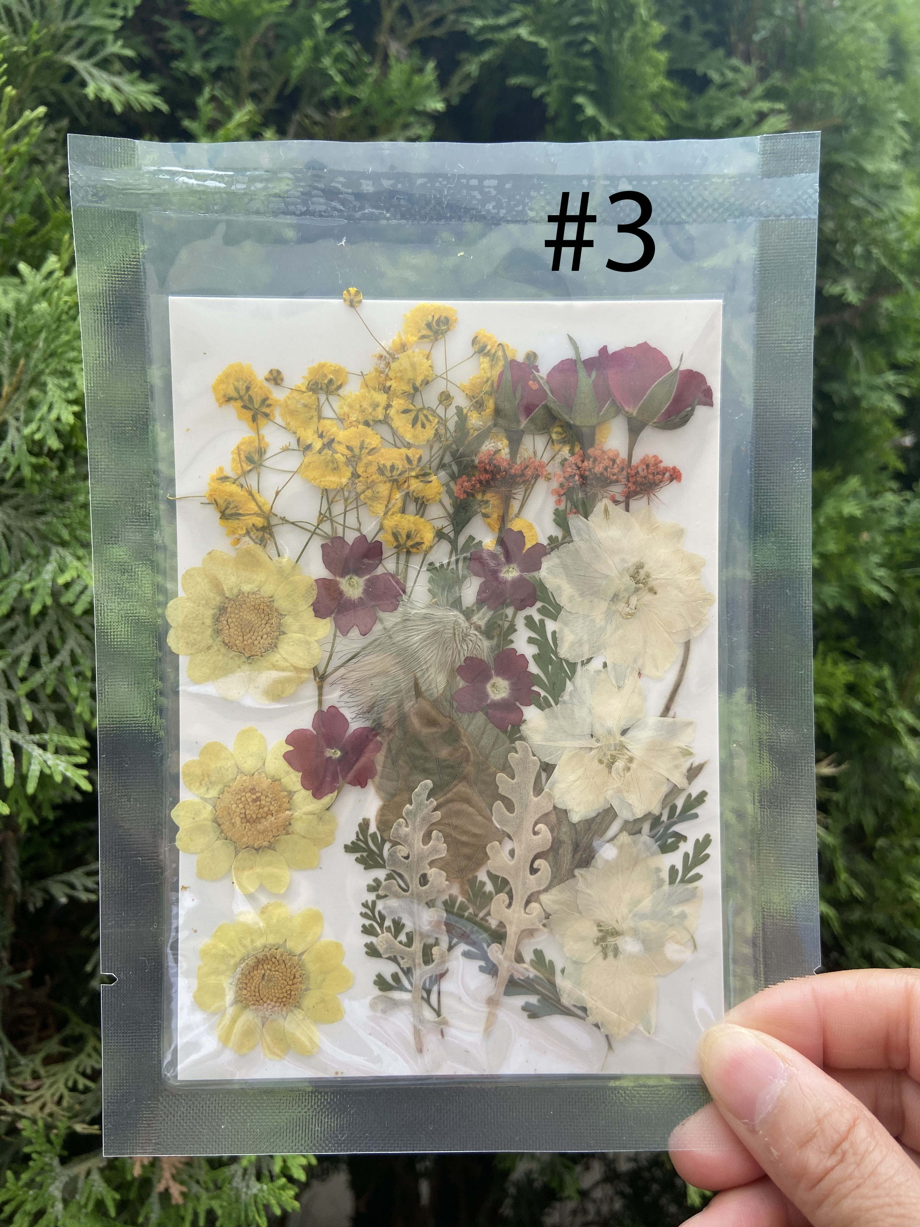 Real Dried Pressed Flowers, StyleTech Assorted Colorful Daisies Leaves
