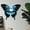 Style A, variant on Fancyes Wooden Butterfly Wall Shelf Storage Shelf for Bedroom Home Bathroom B