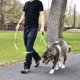 thumbnail image 3 of Correa para perro Pet Gear de 1,5 m de largo acolchada con dos asas resistente correa de doble asa para entrenamiento de seguridad controlada correa para perros grandes o medianas Ormromra 2034532-3, 3 of 8