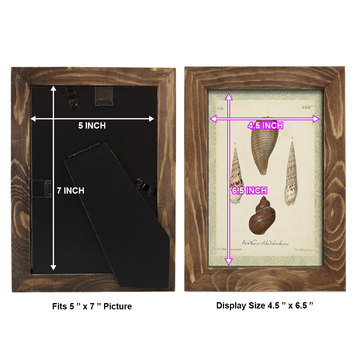 Bookplate Shells V - Framed Print w/glass - Walnut