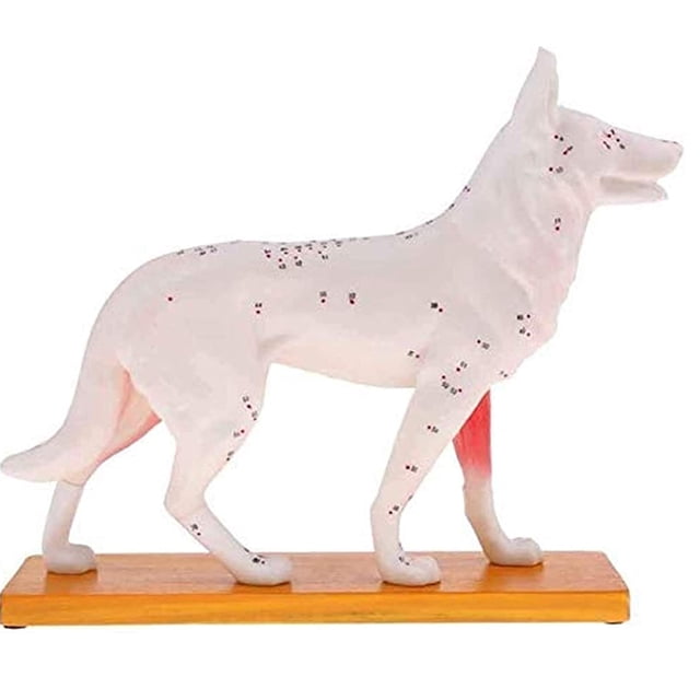 Modèle Anatomique de Chien Modèle d'Acupuncture Anatomie Modèle de Point d'Acupuncture du Corps de Chien avec 72 Points d'Acupuncture Modèle d'Étude