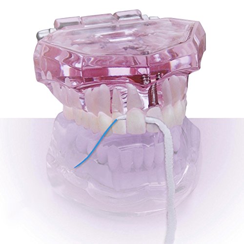 Buy Orthodontic Flossers for Braces with Builtin Dental Floss Threader