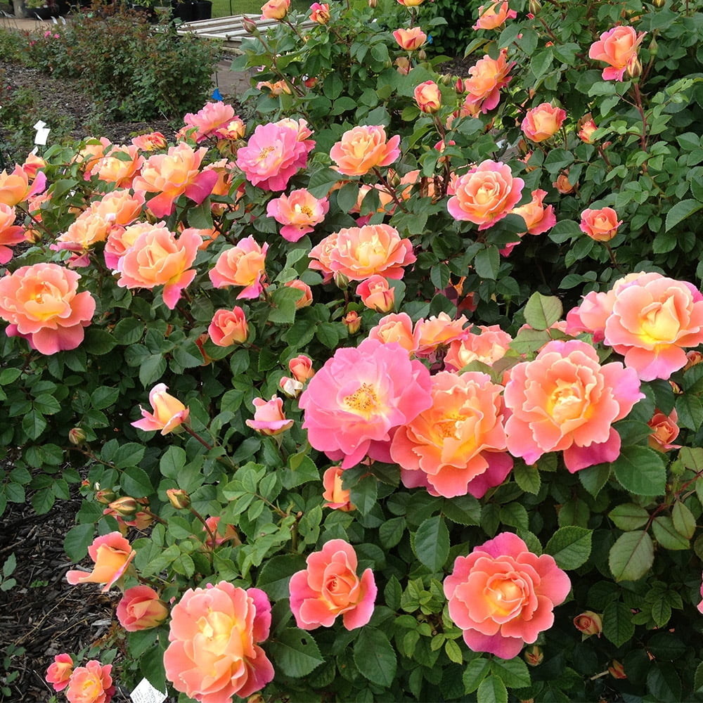 Heirloom Roses Rose Bush - Fruity Petals™ Climbing Roses , Live Rose Plant